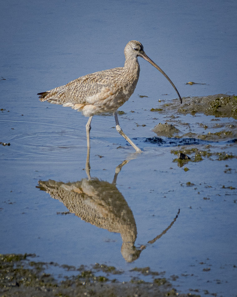 Long-billed Curlew...