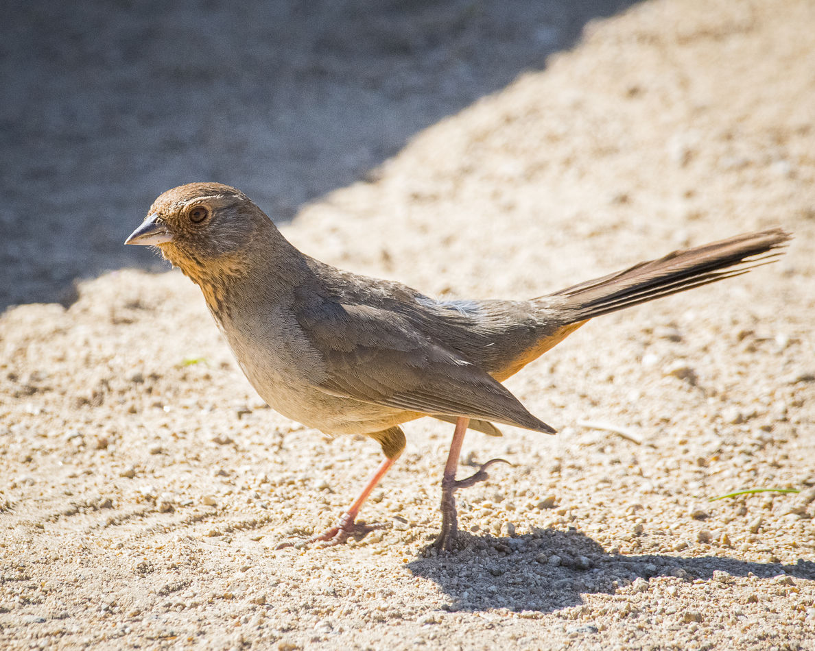 California Towhee (a large sparrow)...