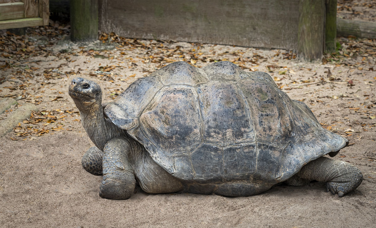 1.   Large Male Tortoise...