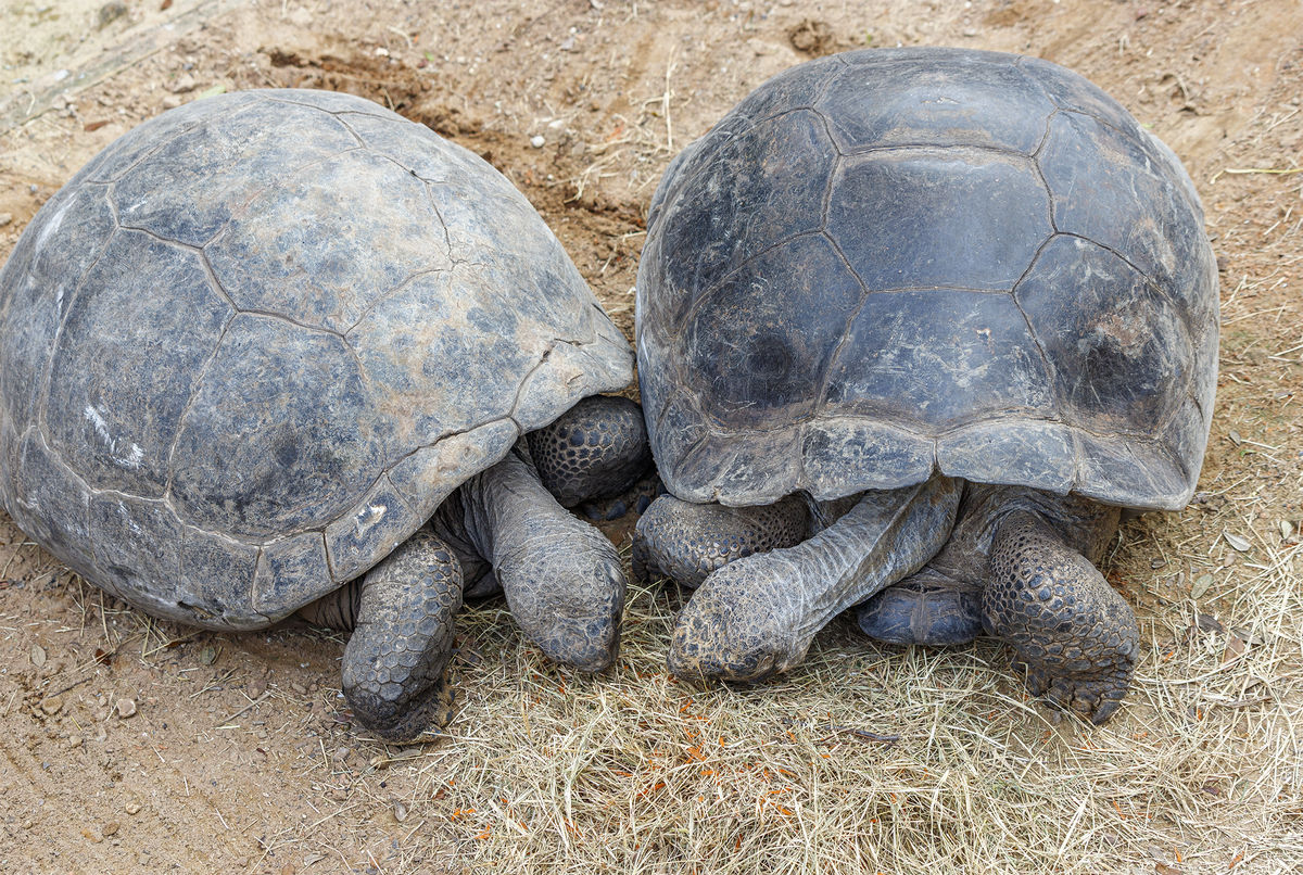 4.   Pair of Tortoise Tots...