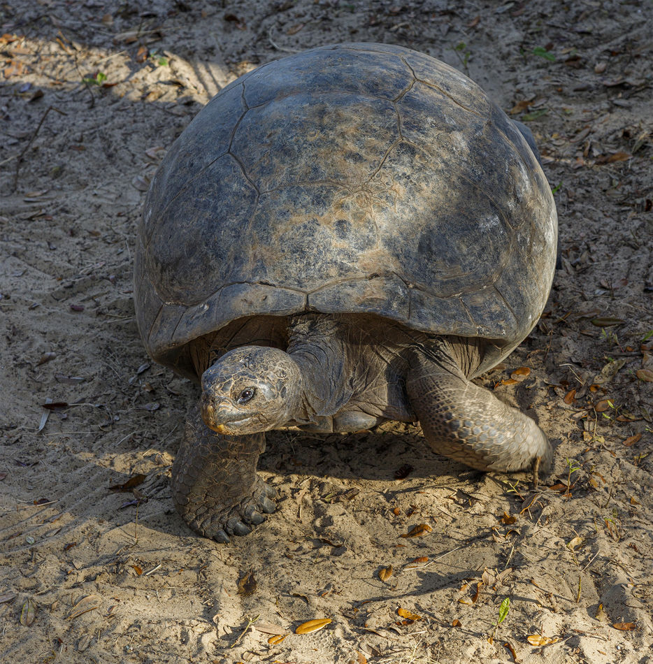 5.   Female Tortoise...