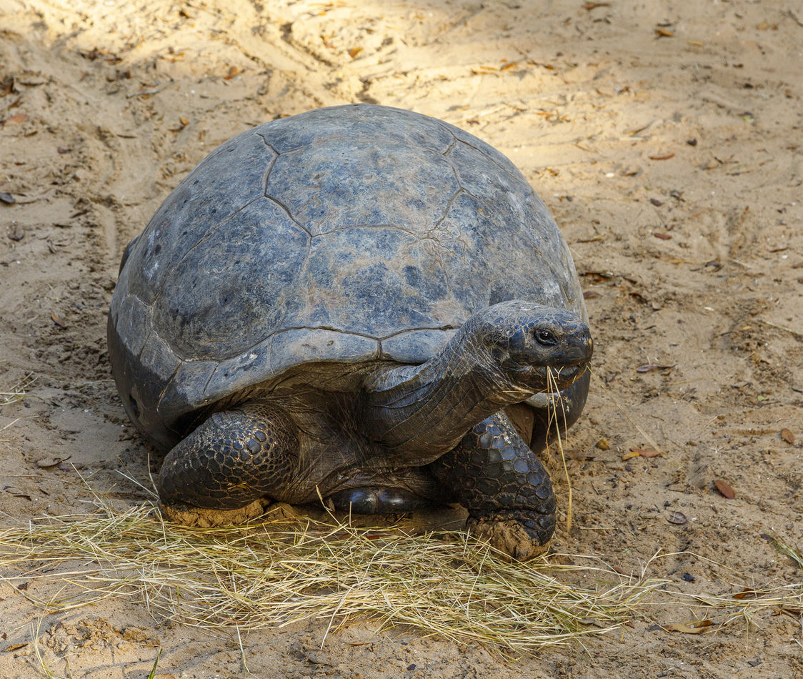 6.   Female Tortoise eating...