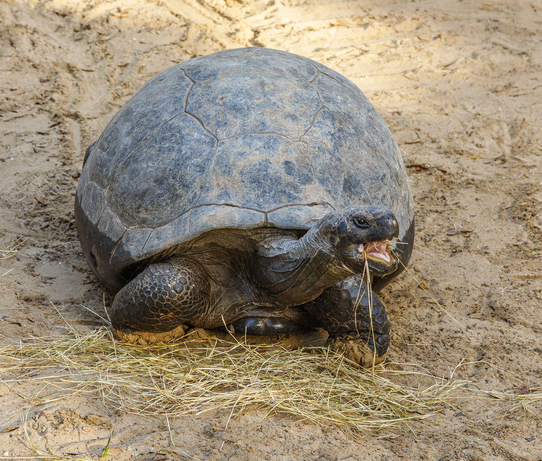 7.   Female Tortoise Eating...