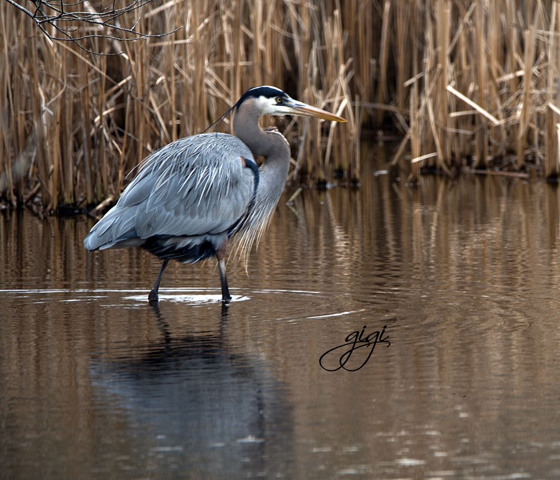 Great Blue Heron in the marsh...