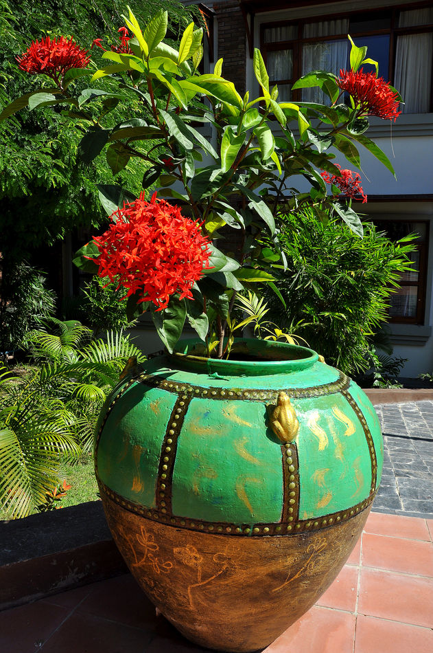 8 - Pot with a flowering red ixora plant, commonly...