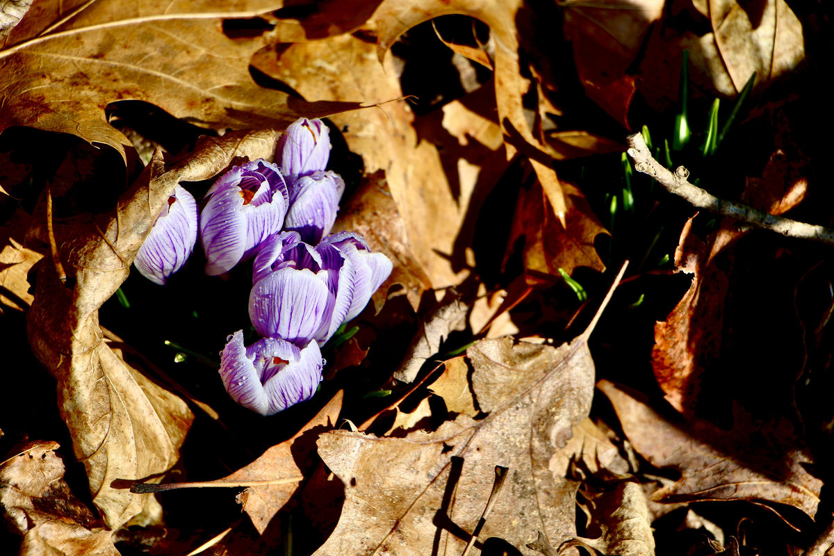 Proof that Spring is on it's way!!!!Front yard exp...