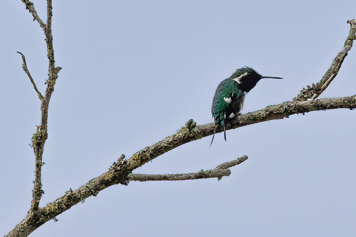 Esmeraldas woodstar is a rare endemic hummingbird...