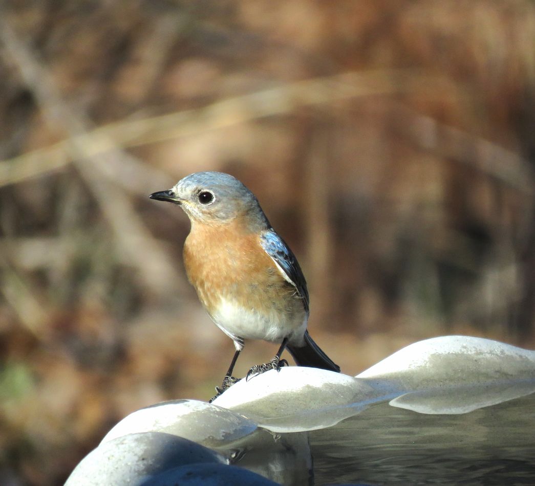 a female bluebird on the birdbath...