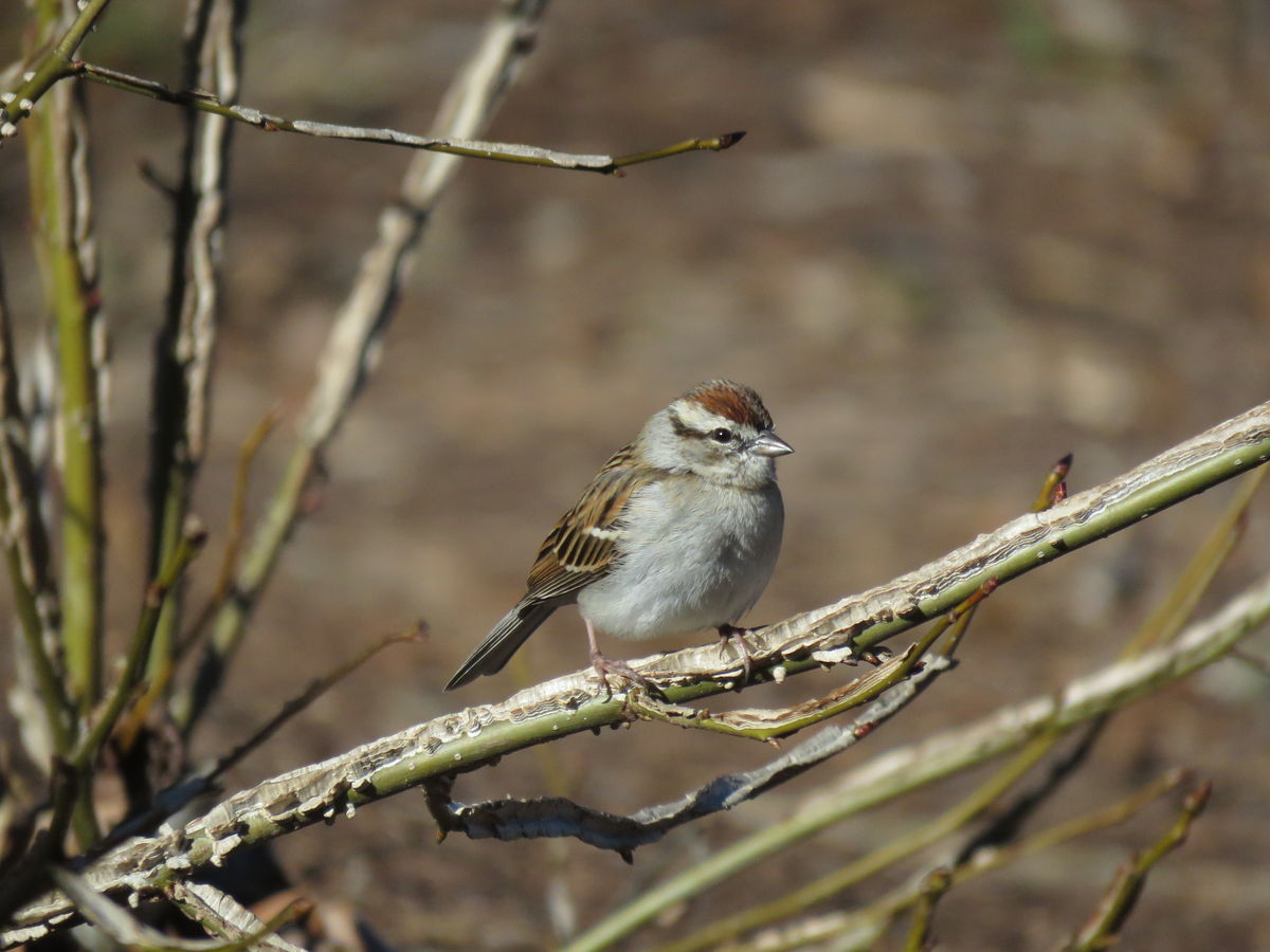 a chipping sparrow waiting for his turn at the fee...