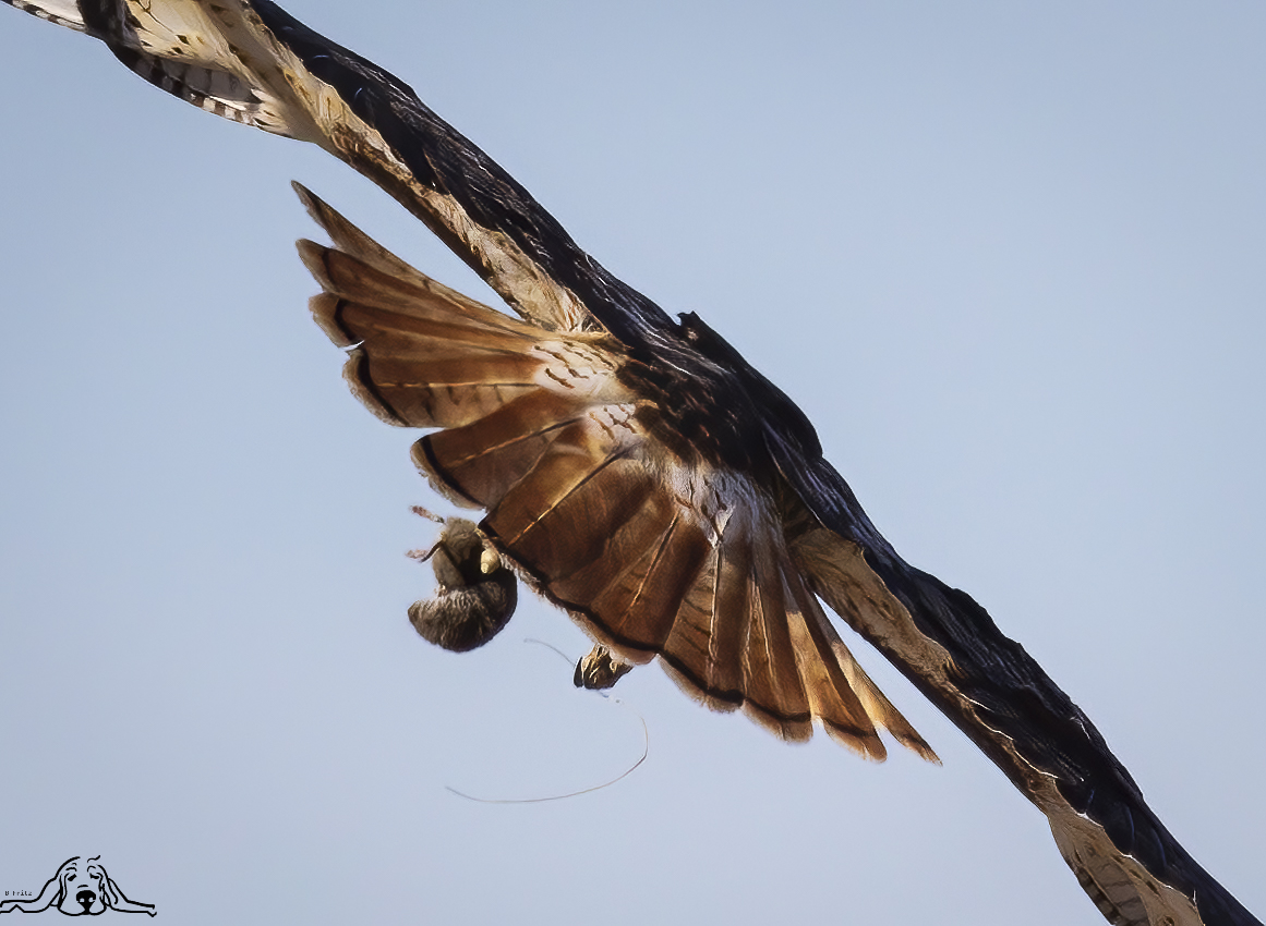 One less Vole in South Dakota...Red-tailed Hawk: Near Sioux Falls, SD...