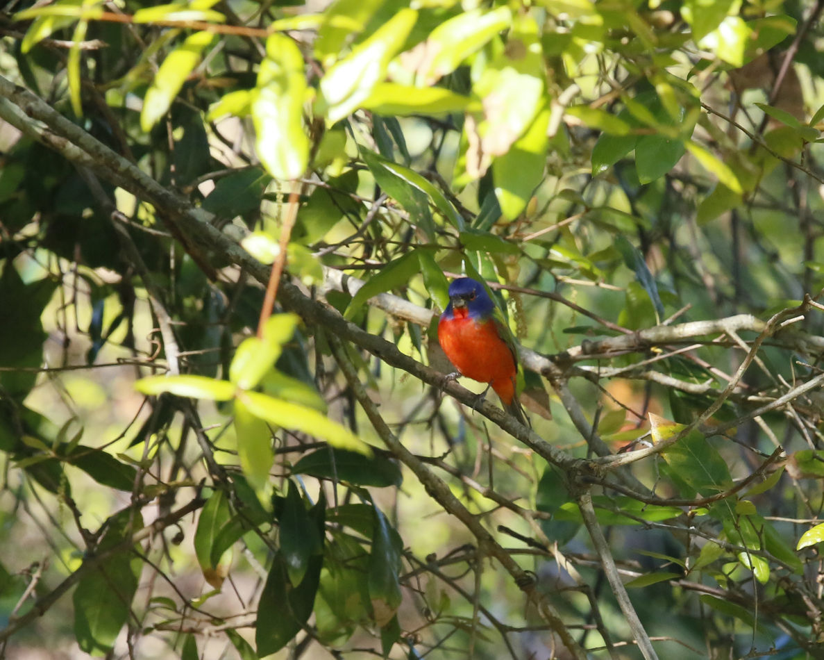 Male painted bunting in tree...