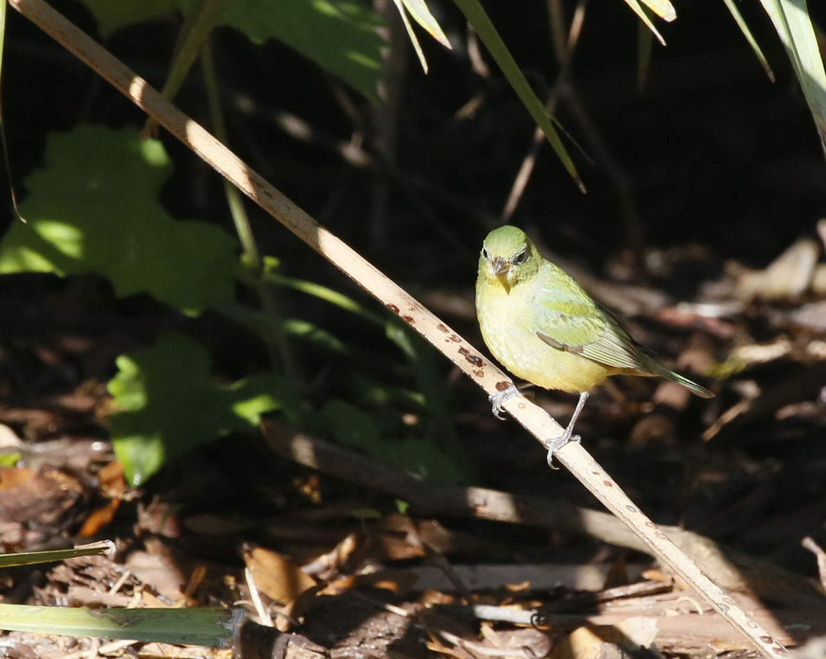 Female painted bunting feeding on the ground....