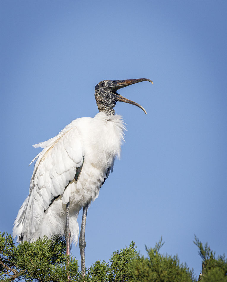 1.   A Wood Stork with plenty to say...