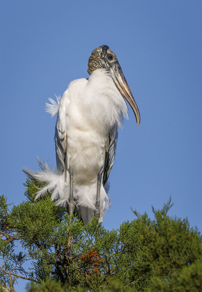 2.   Wood Stork with wind blown feathers...