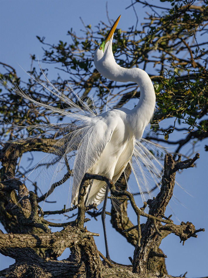 3.   Great Egret in breeding plumage displaying fo...