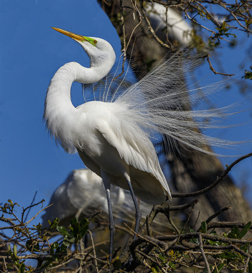 4.  Another Displaying Great Egret...