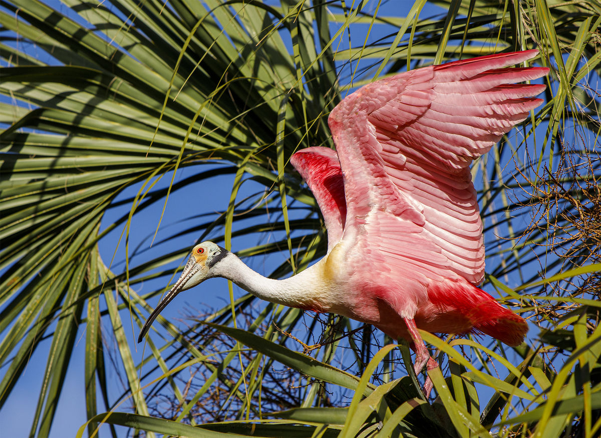 5.   Roseate Spoonbill ready to launch...