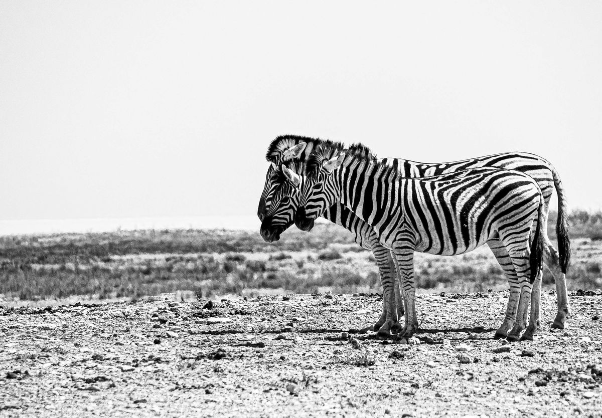 Zebras in Etosha...