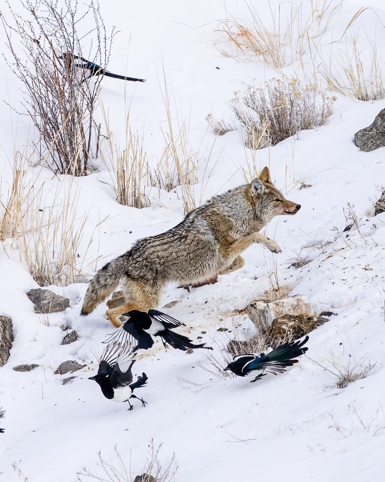The coyotes were busy chasing the birds away!...