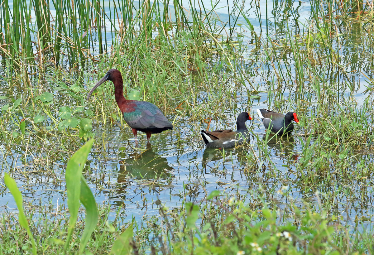 Glossy ibis and moorhens...
