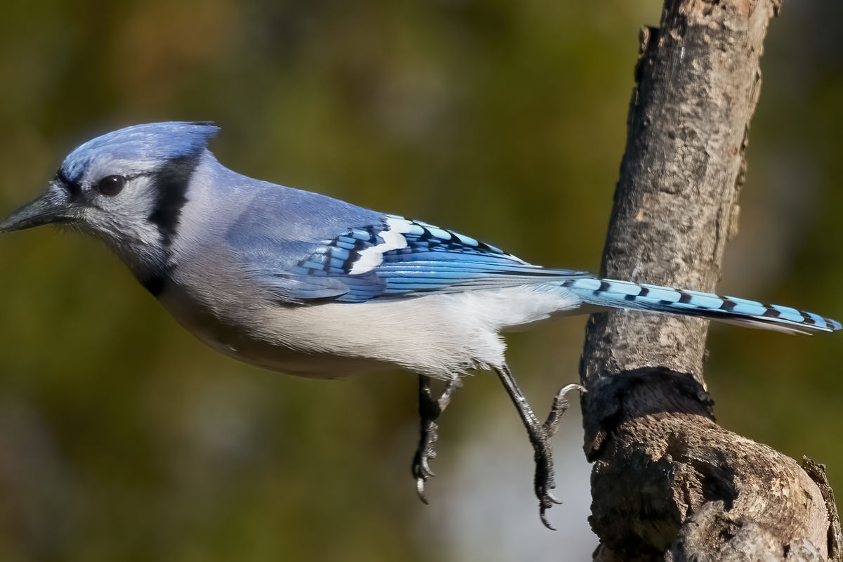 Blue Jay: :sm02: