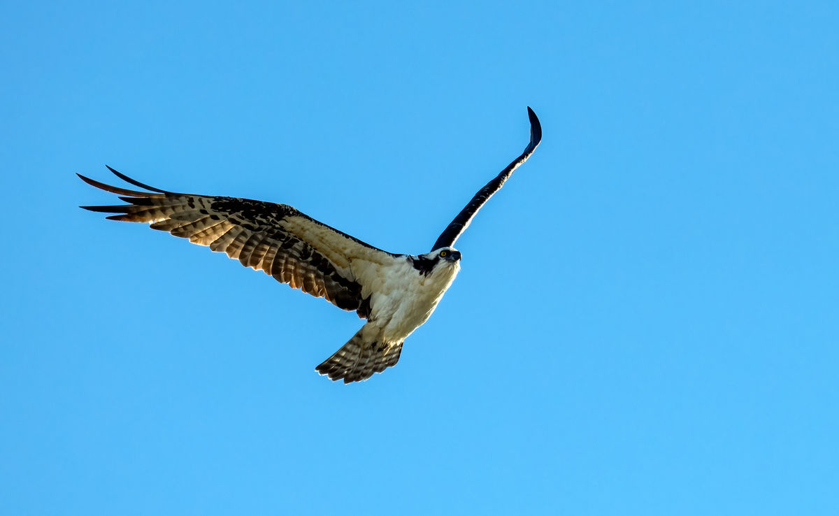 Osprey Wings Up...