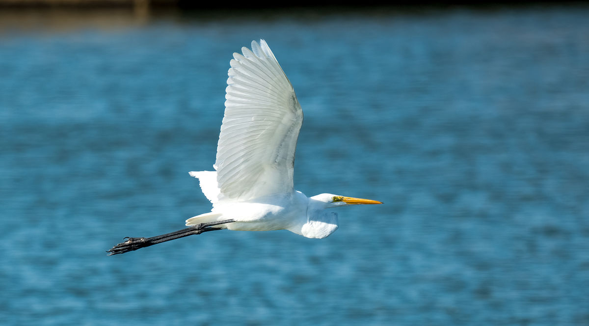 Great Egret Wings Up...