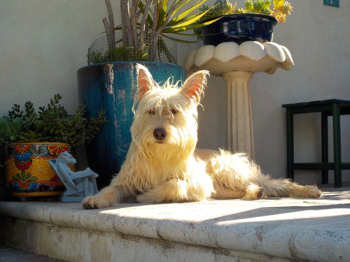 Our latest rescue, a Tijuana street dog Zoey, who ...