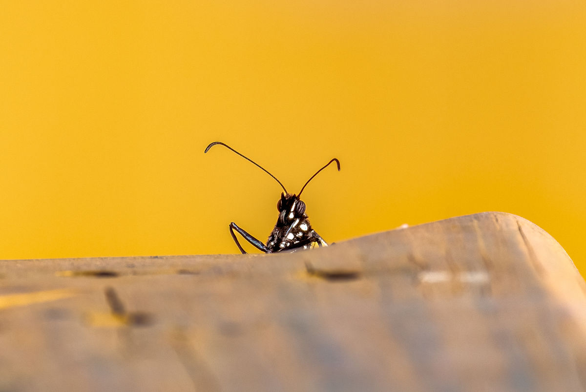 peekaboo-monarch-this-monarch-butterfly-landed-on-the-end-of-my-deck