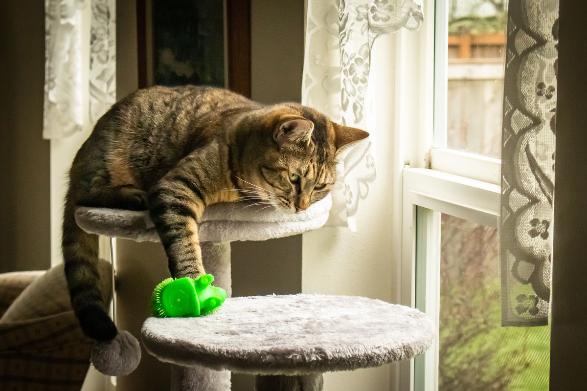 "I love my new cat tree and toy!"...