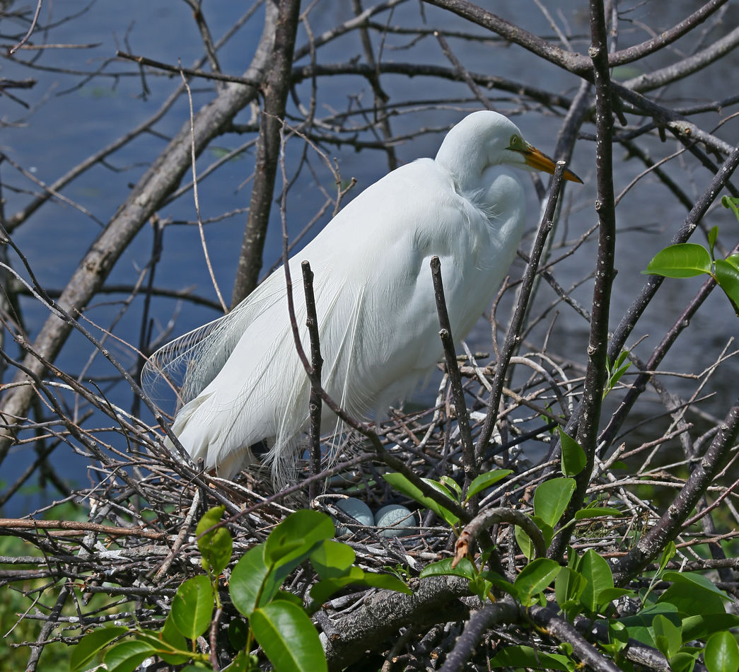 Mother great egret on nest...