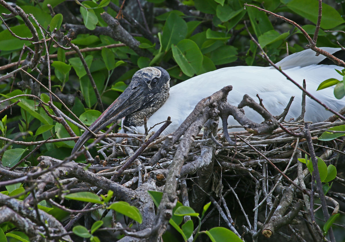 Wood stork on nest...