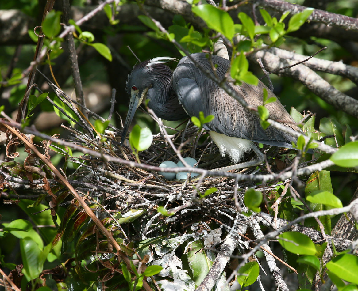 Tricolored heron with eggs...