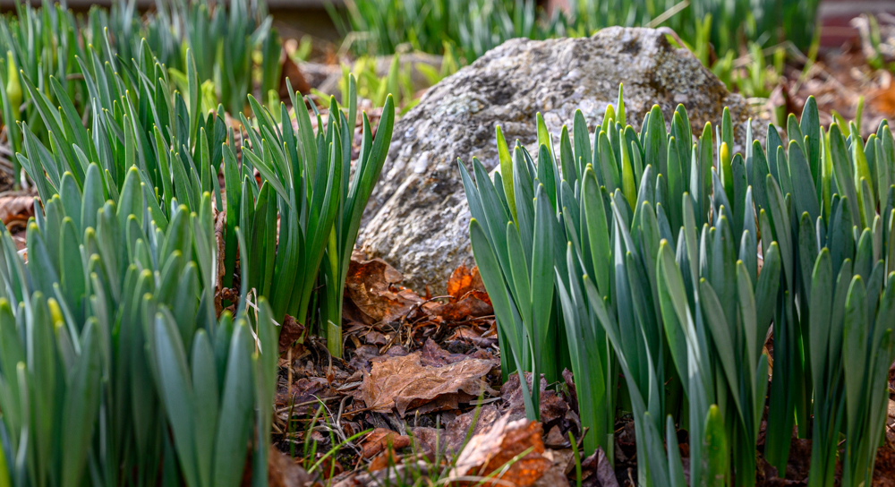 Our rock garden shows the promise of daffodils, na...