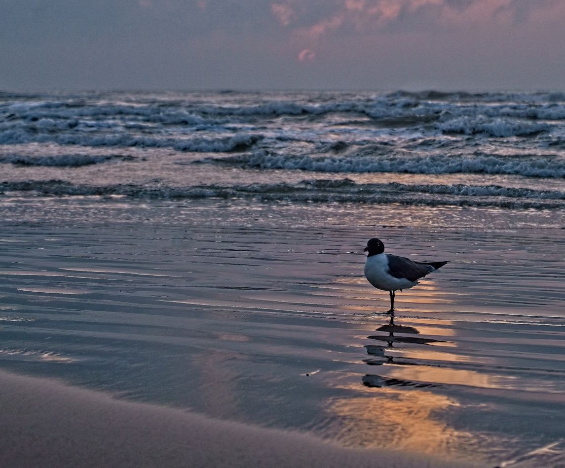 Black-headed gull at sunrise...