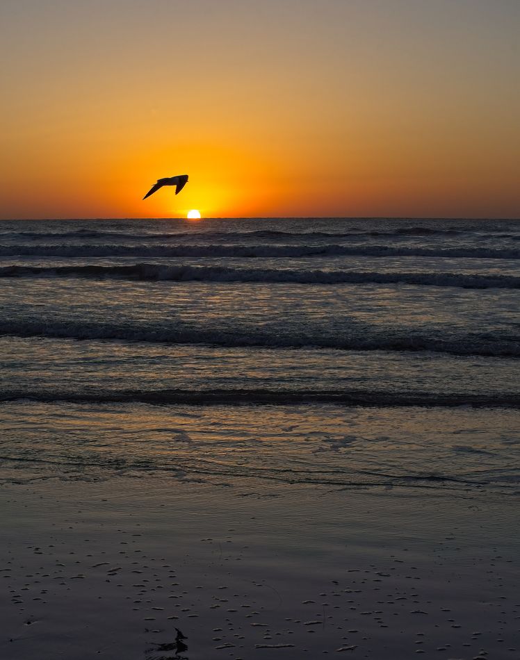 Well, a black-headed Gull photobombed the Sunrise....