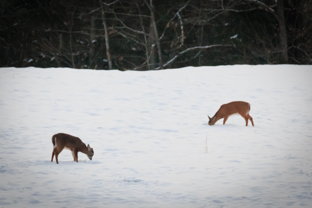 Even a 300mm didn't bring these deer very close, b...