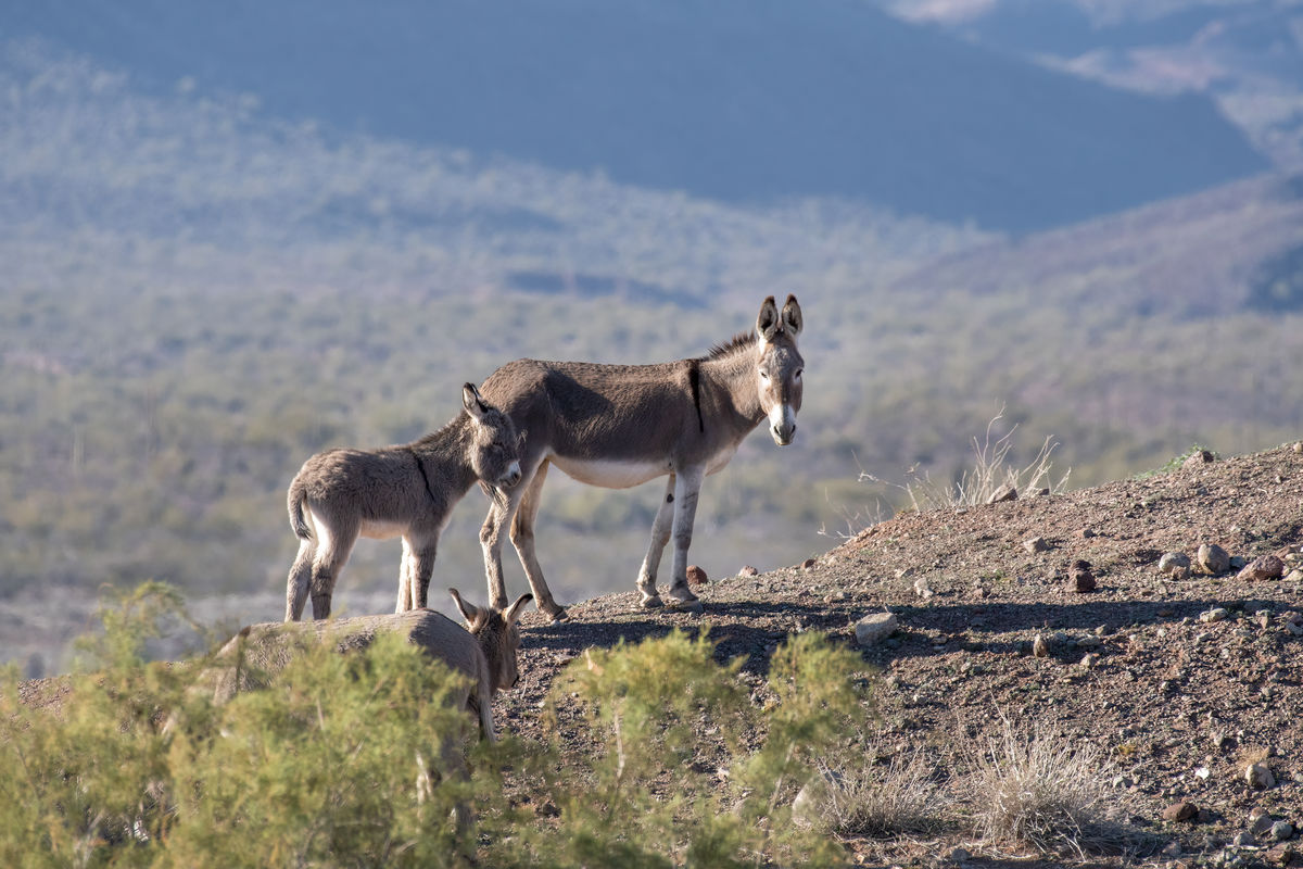 Wild burro's that were close to camp in Alamo Lake...