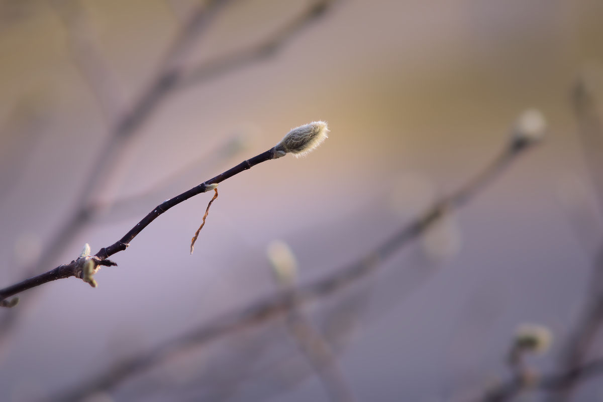 Pussy Willow Bud...