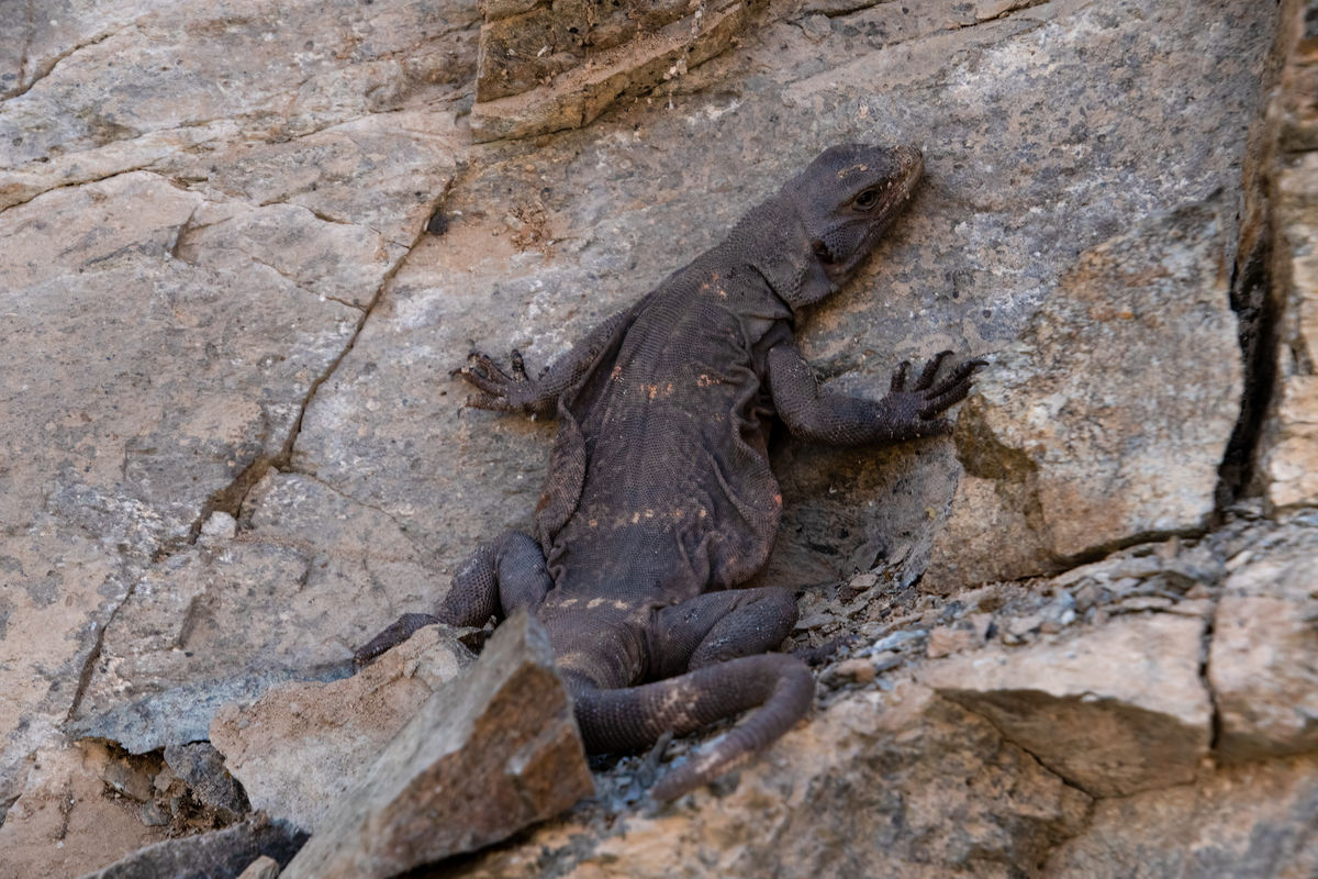 A Chuckwalla lizard...it was huge and scared the c...