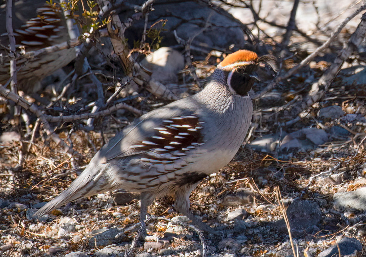 Quail....only critter we saw while camping in the ...
