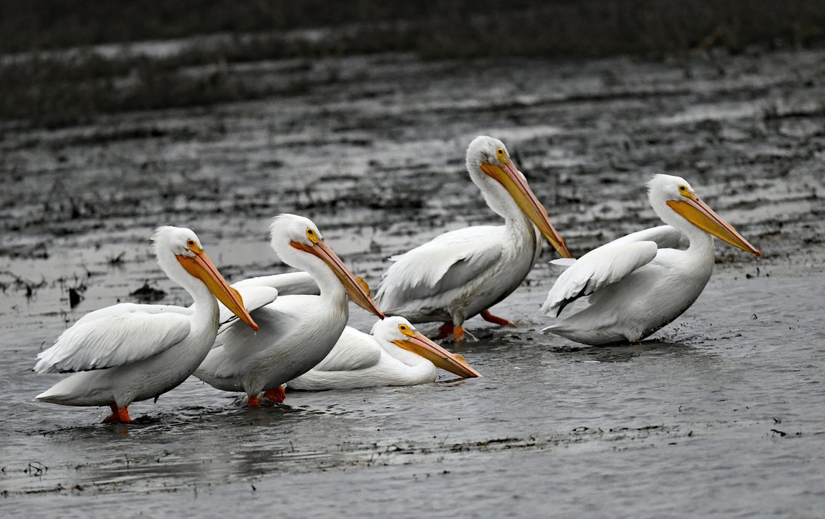 Grouped Pelicans...
