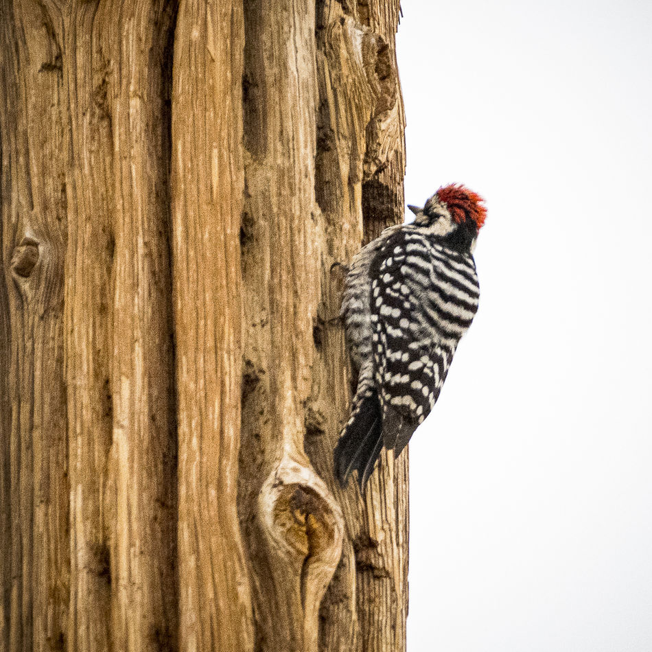 Ladder-backed Woodpecker...