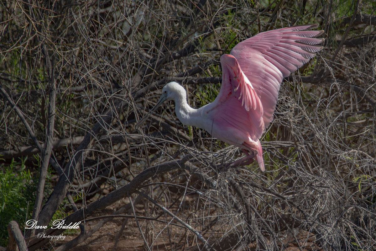 Roseate Spoonbill doing a balancing act!...