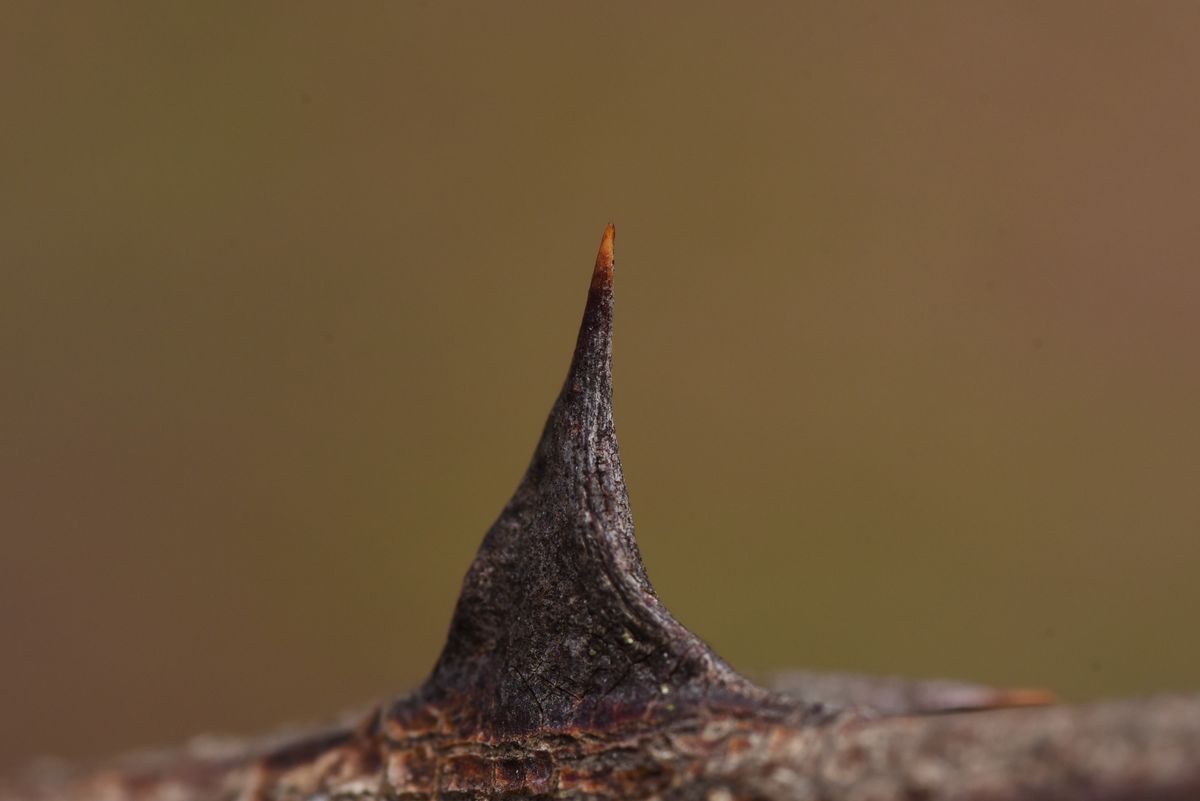 Thorn on a locust tree...