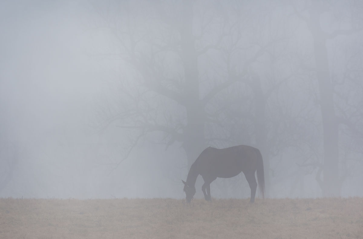 horse in fog...