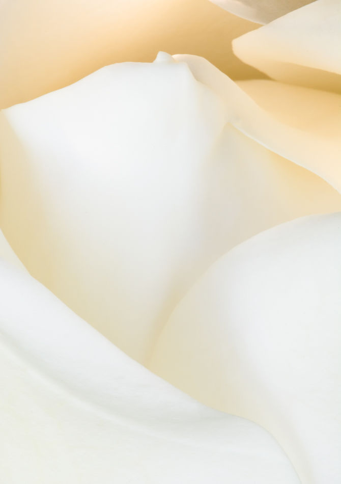 close up magnolia...