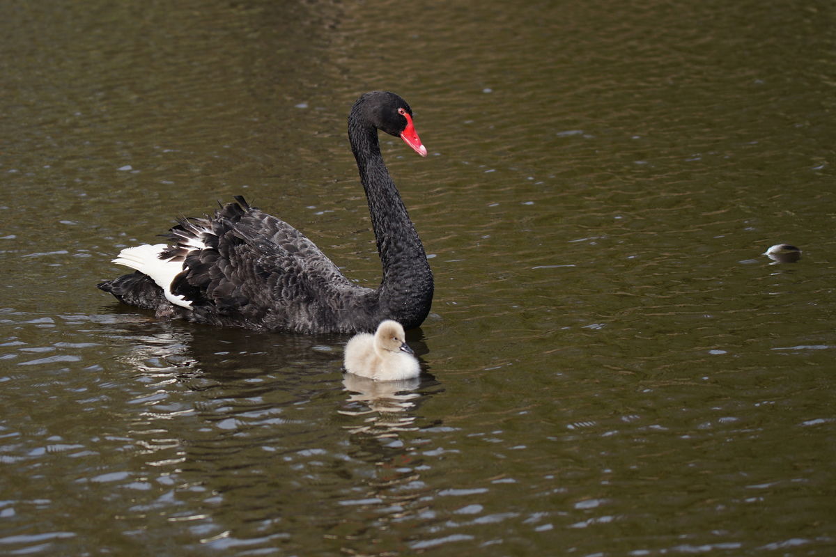 Black Swan and Junior...
