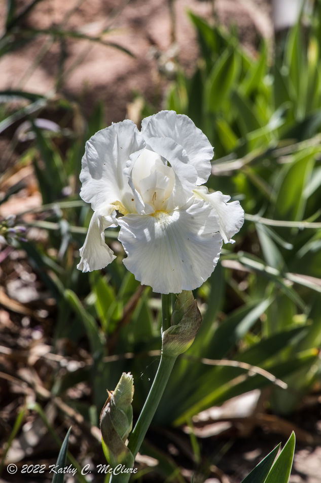 Found some white iris....