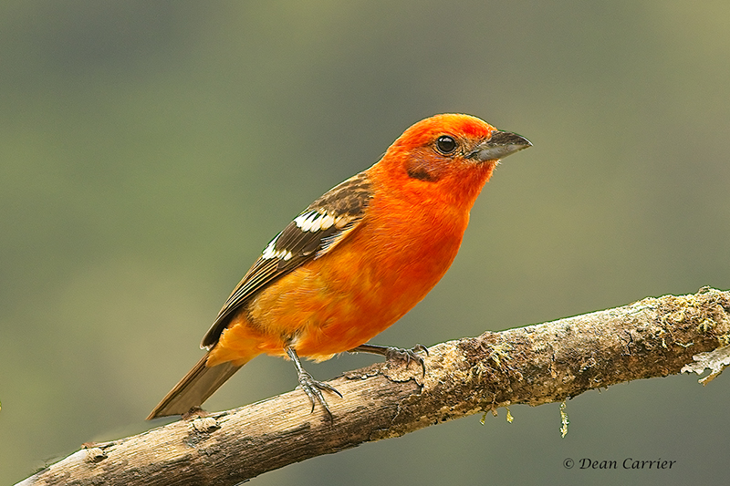 Flame-colored Tanager...